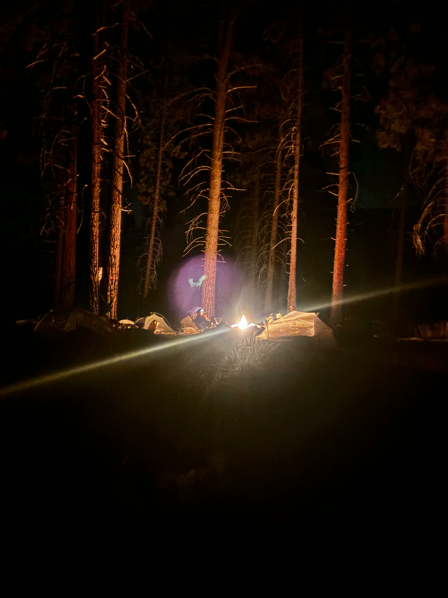 Camp lit only by firelight deep in the pines at night in Sequoia National Forest