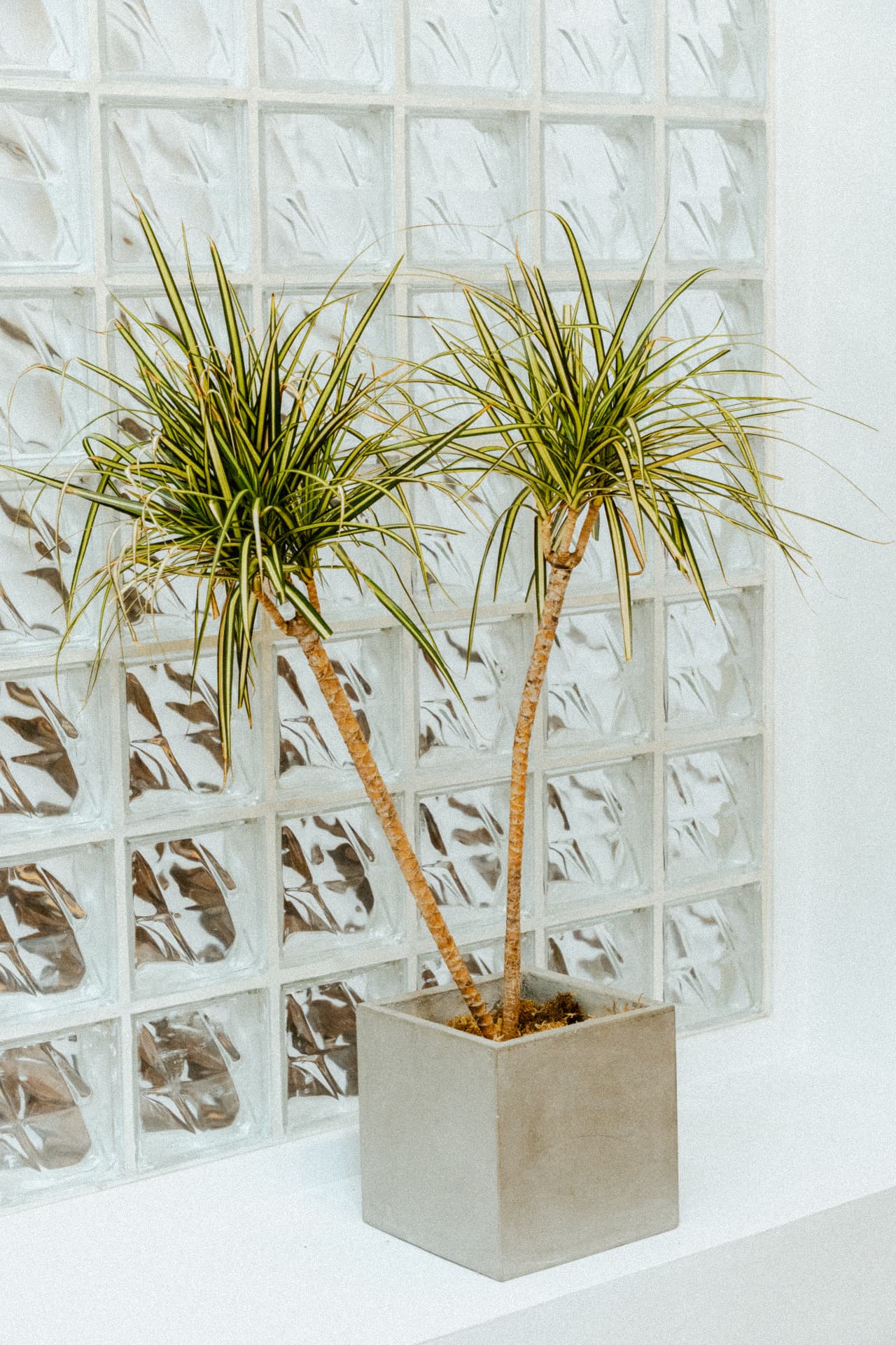 Dracaena in a concrete planter against glass block at Recovery Republic