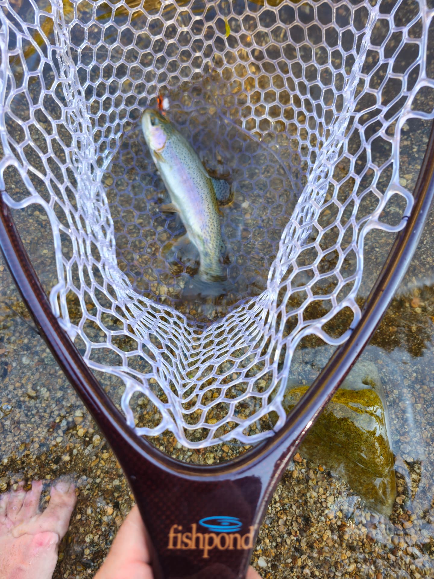 Small trout in a landing net held in clear river water during a men's outdoor therapy trip