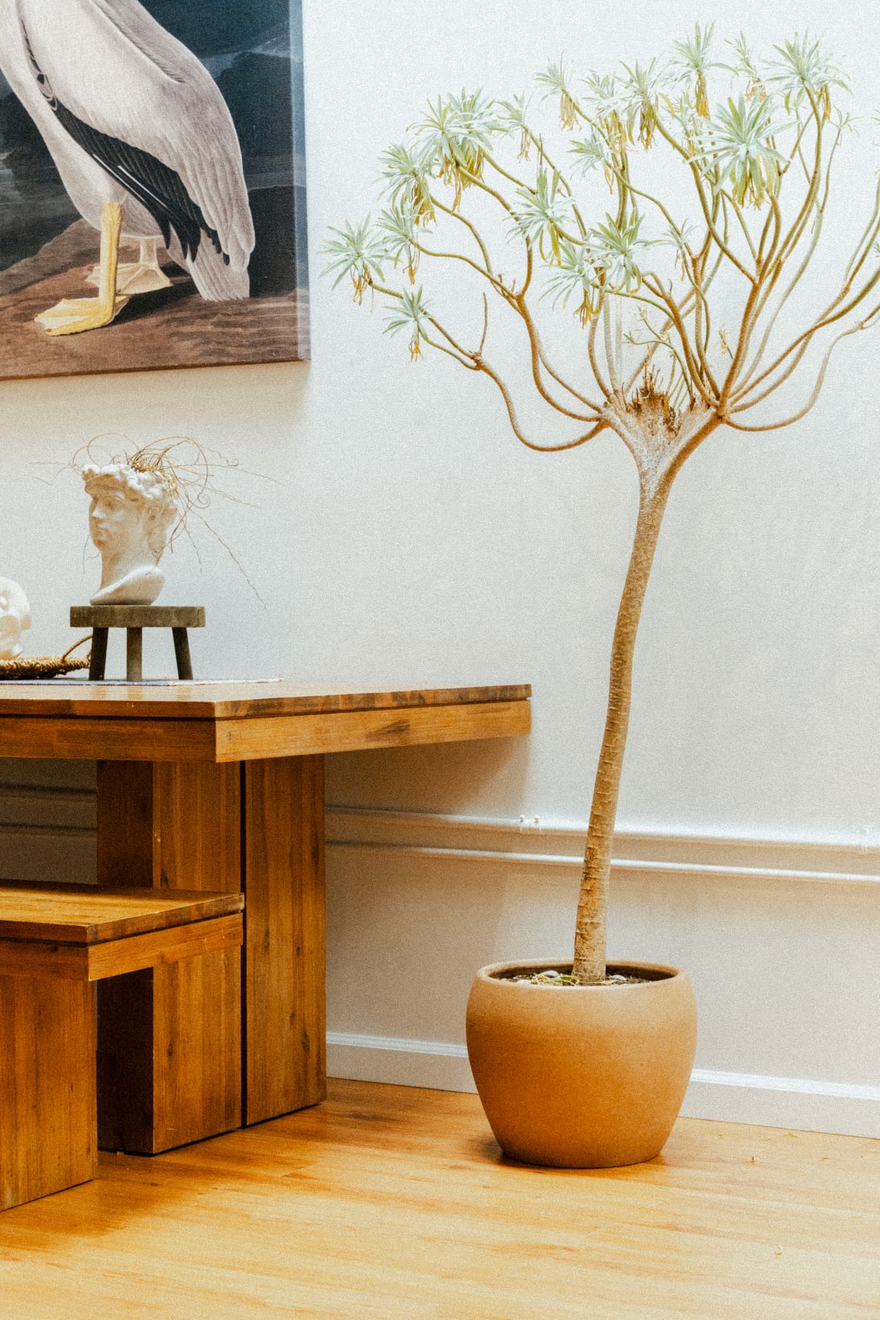 Aloe tree beside the wood table under the pelican painting at Recovery Republic