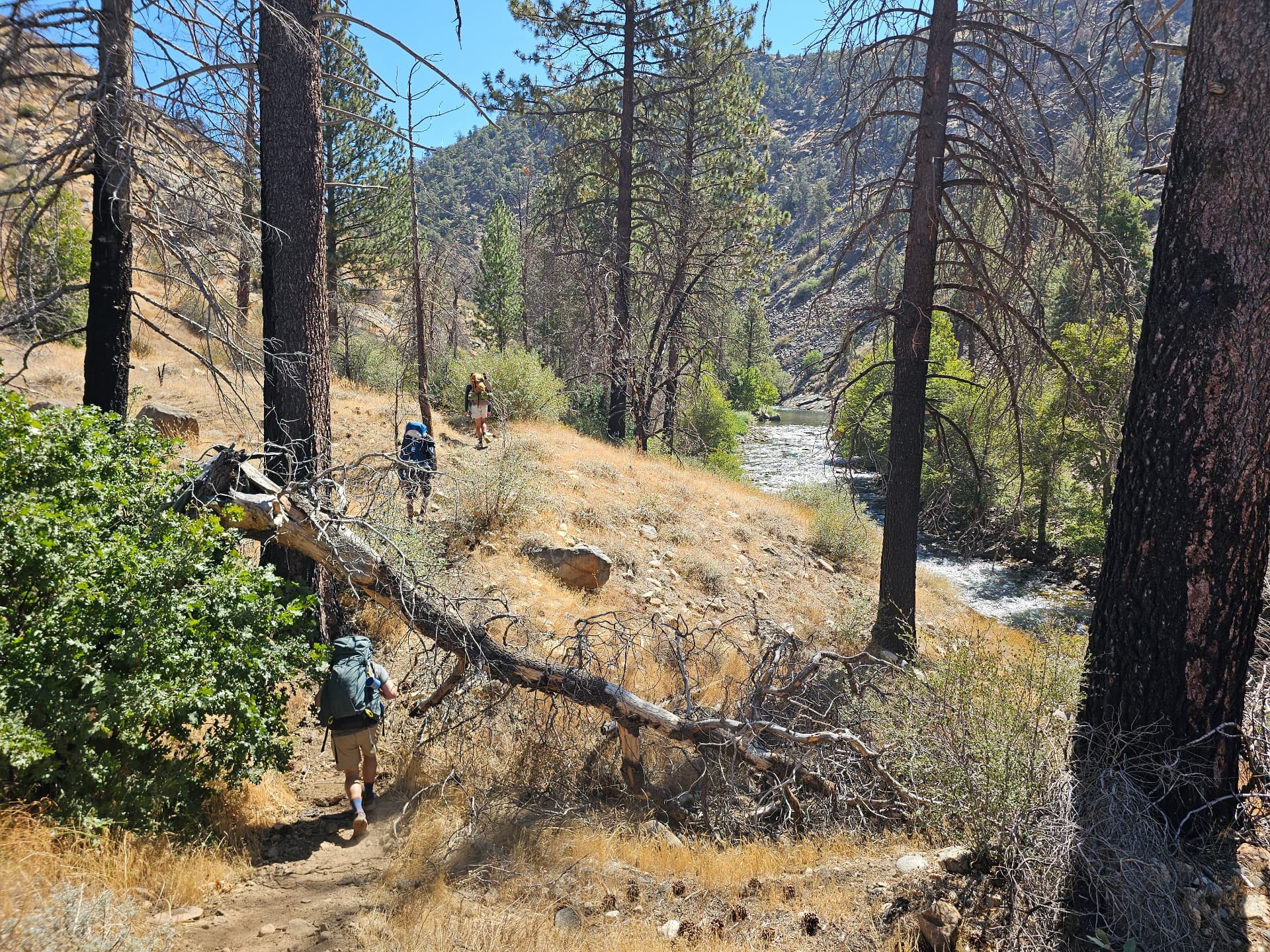 Men's wilderness therapy backpacking trip in the Golden Trout Wilderness — hiking a river trail through Sequoia National Forest